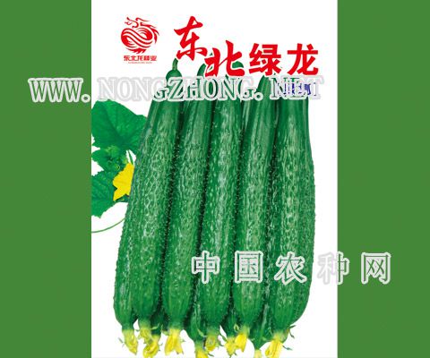 东北绿龙